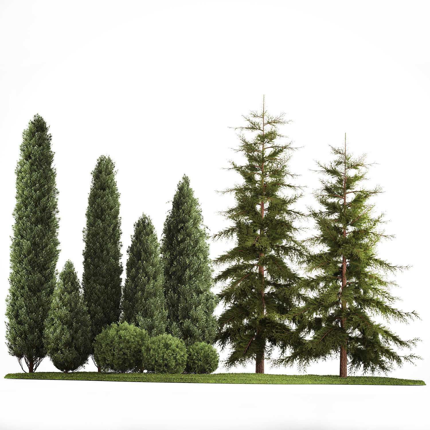 Garden of thuja and cypress trees with bushes 1155 3D model_1