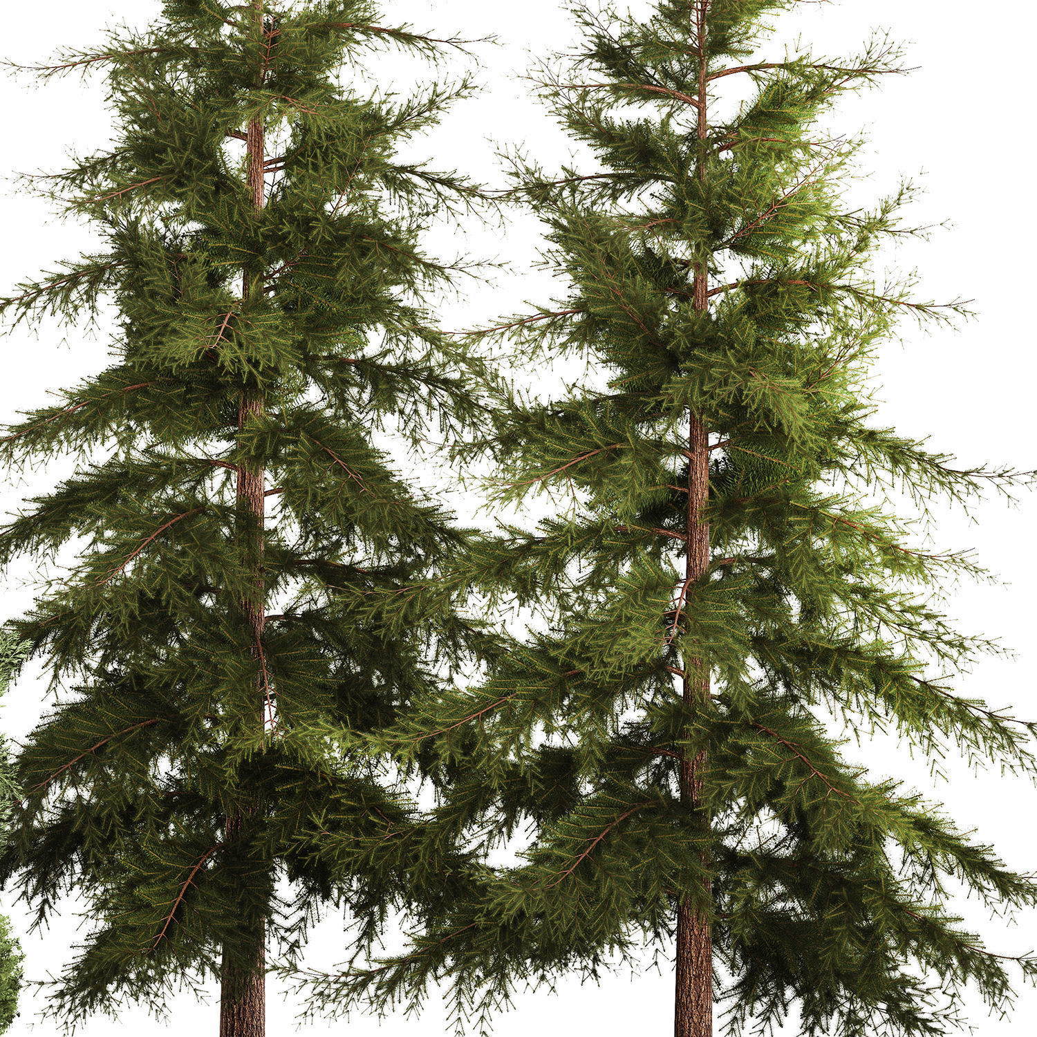 Garden of thuja and cypress trees with bushes 1155 3D model_3