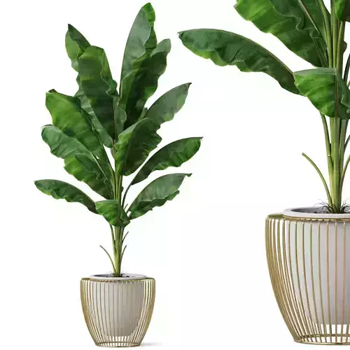 Plants collection 860 3D model