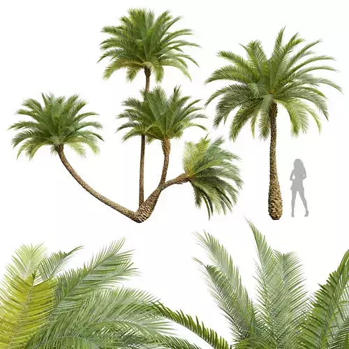 New Plant Phoenix Sylvestris Small Phoenix Sylvestris