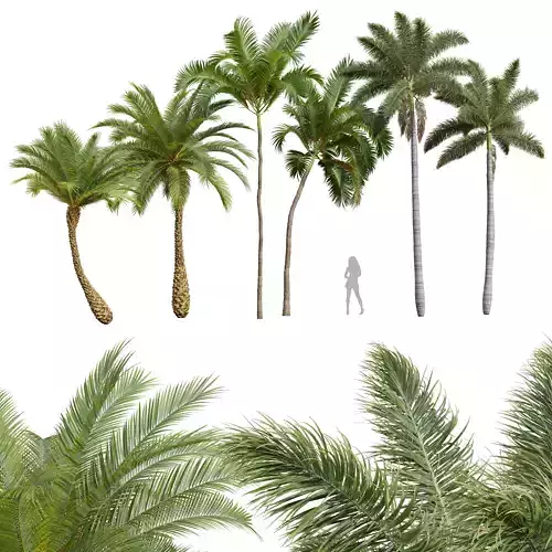 New Plant Phoenix Sylvestris Areca Catechu Roystonea Regia 3D model