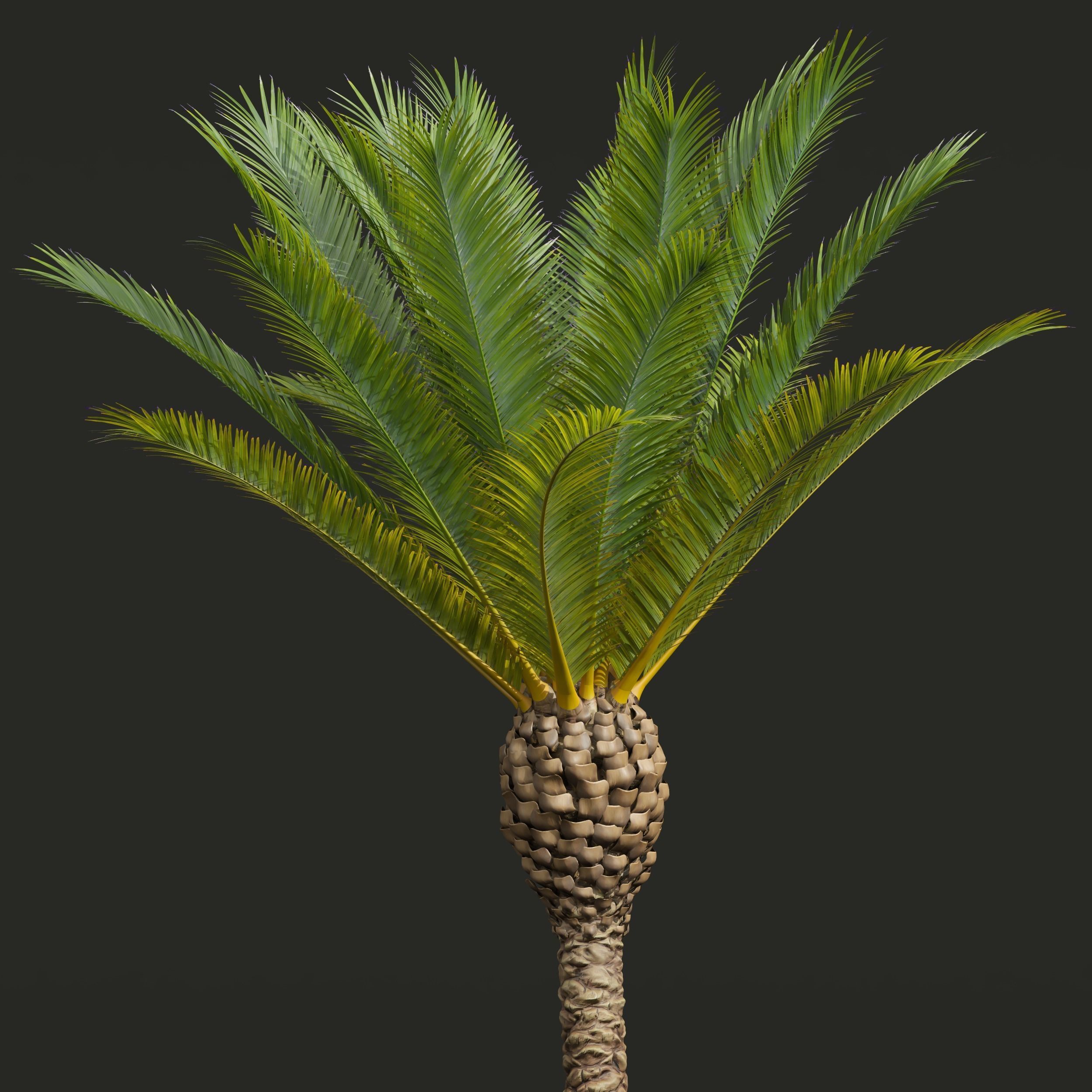 Phoenix Canariensis Phoenix Canariensis Decorative Garden 3D model_2