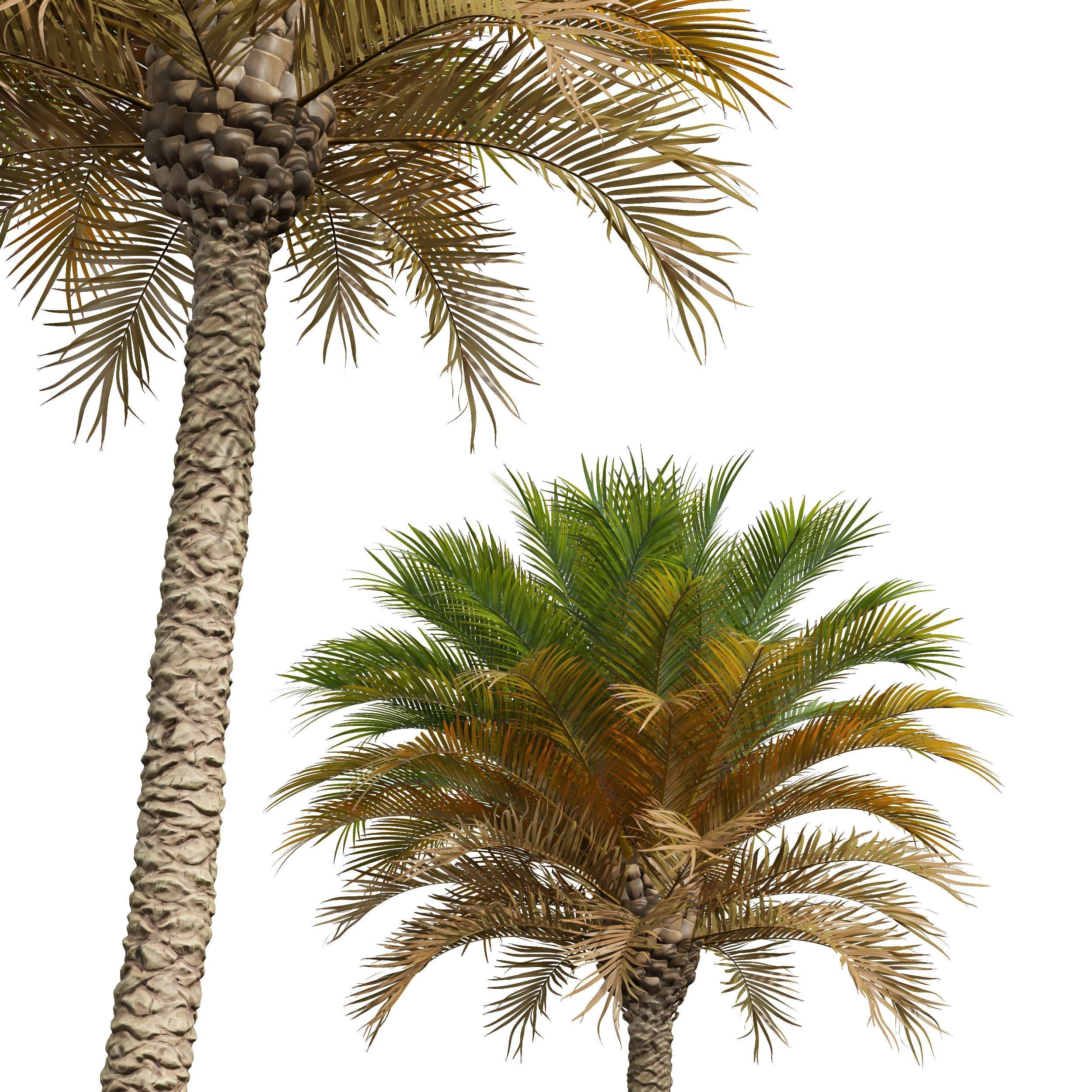 Phoenix Canariensis Phoenix Canariensis Decorative Garden 3D model_3