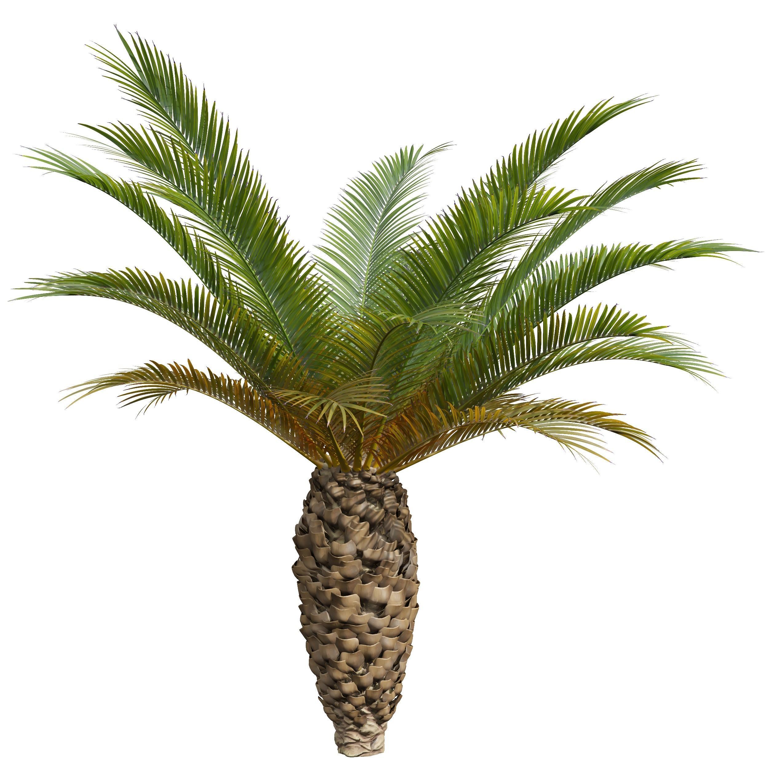 Phoenix Canariensis Phoenix Canariensis Decorative Garden 3D model_4