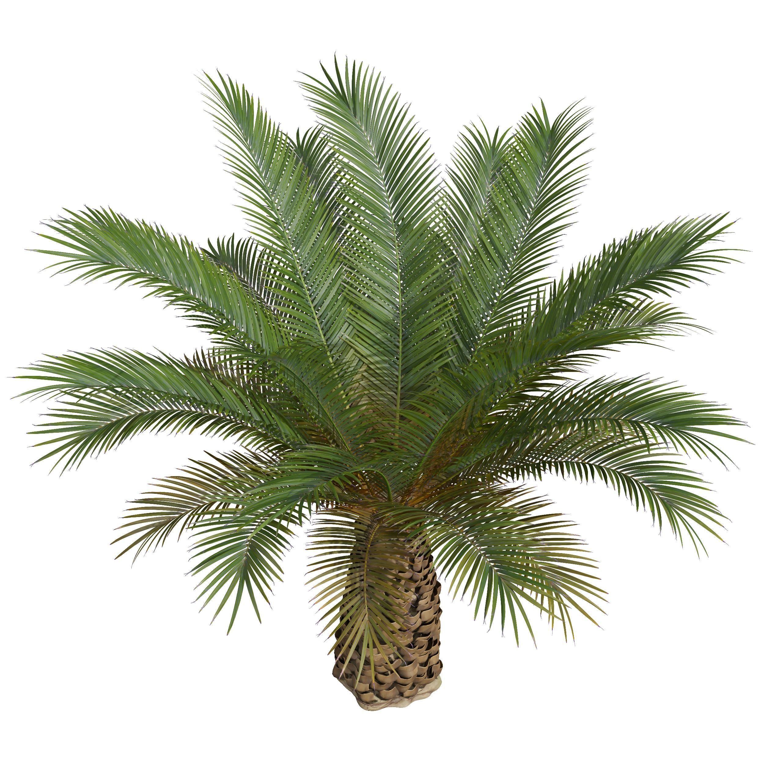 Phoenix Canariensis Phoenix Canariensis Decorative Garden 3D model_5