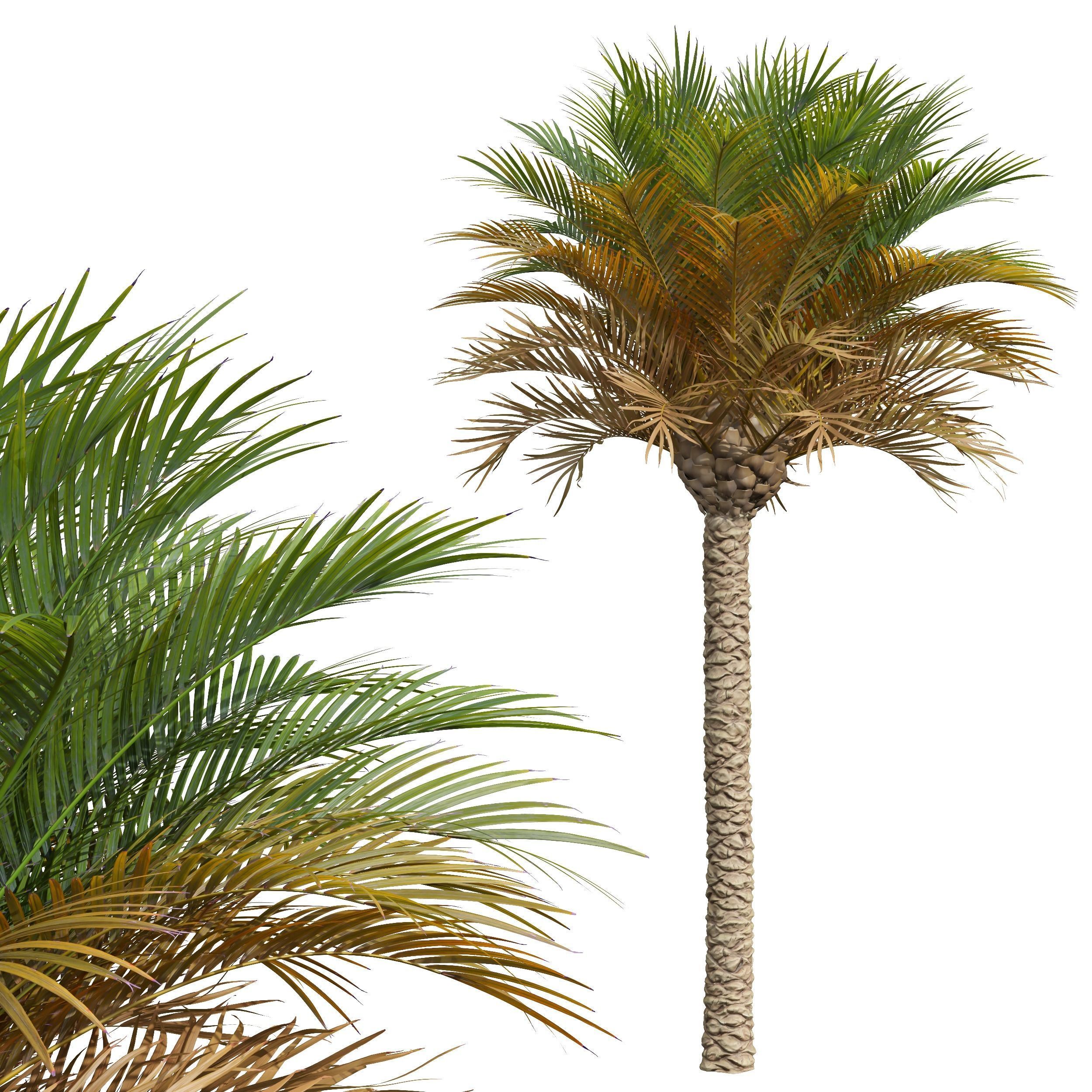 Phoenix Canariensis Phoenix Canariensis Decorative Garden 3D model_1