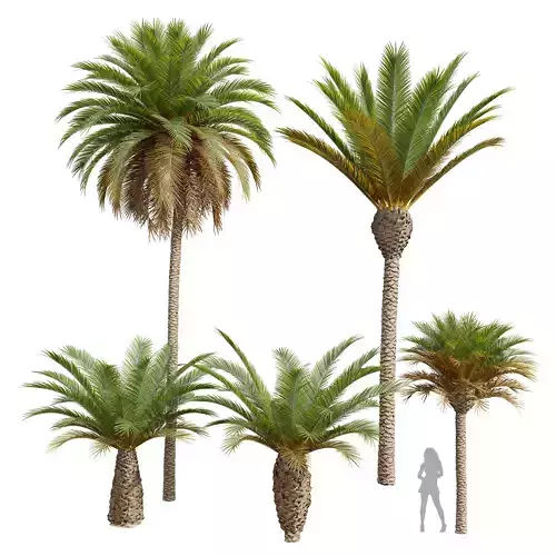Phoenix Canariensis Phoenix Canariensis Decorative Garden 3D model