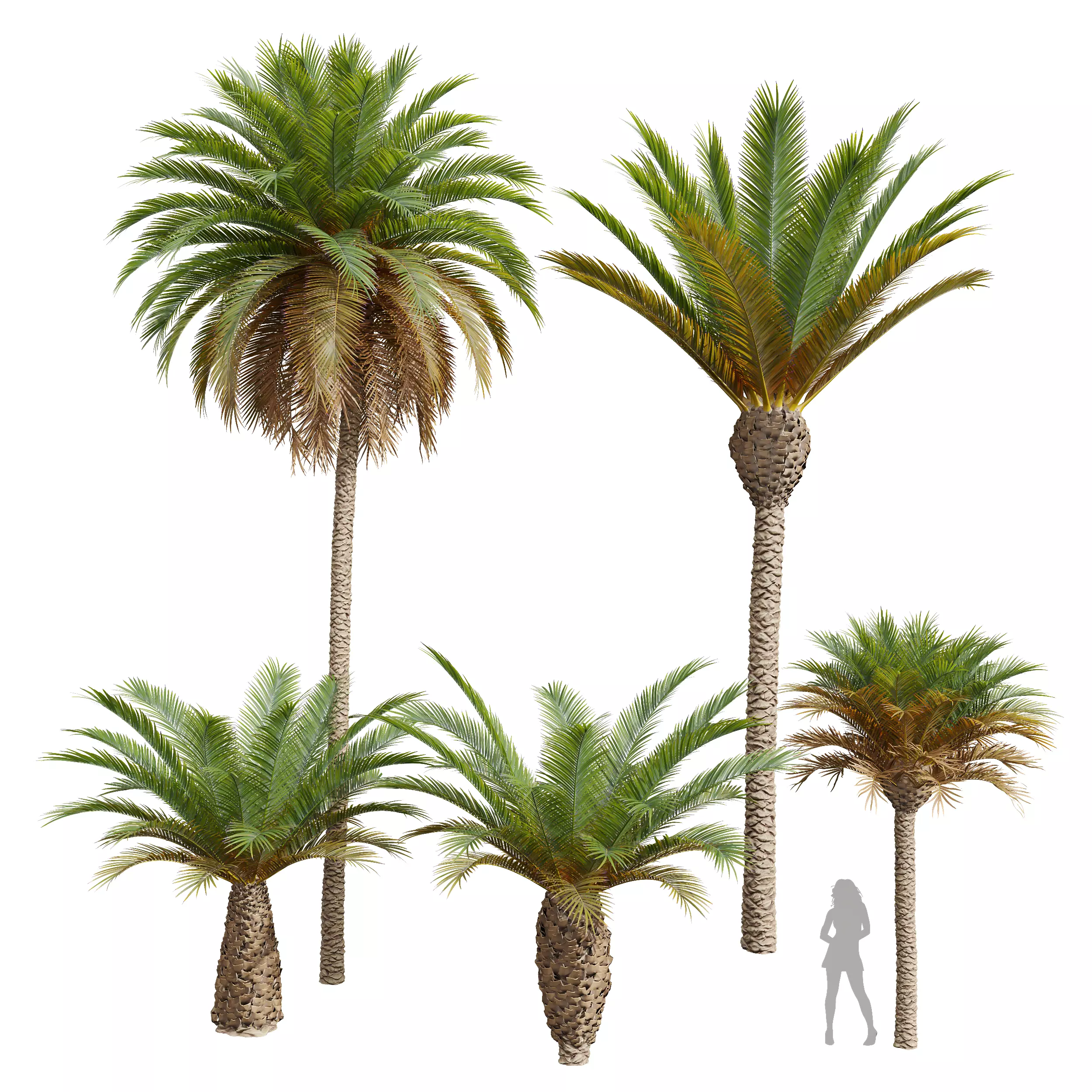 Phoenix Canariensis Phoenix Canariensis Decorative Garden 3D model_0