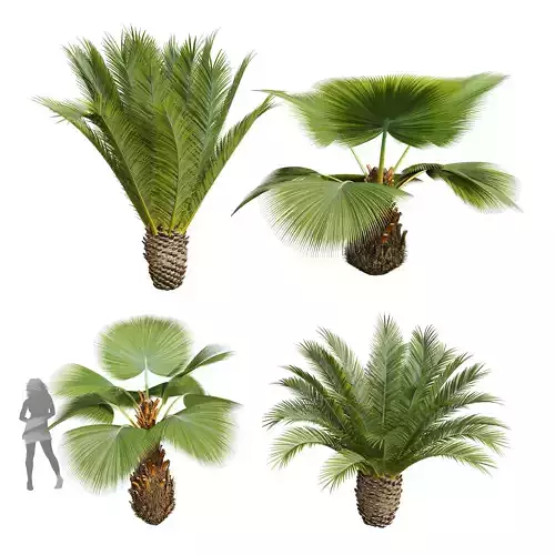 Phoenix Canariensis Decorative Pritchardia Pacifica Garden 3D model