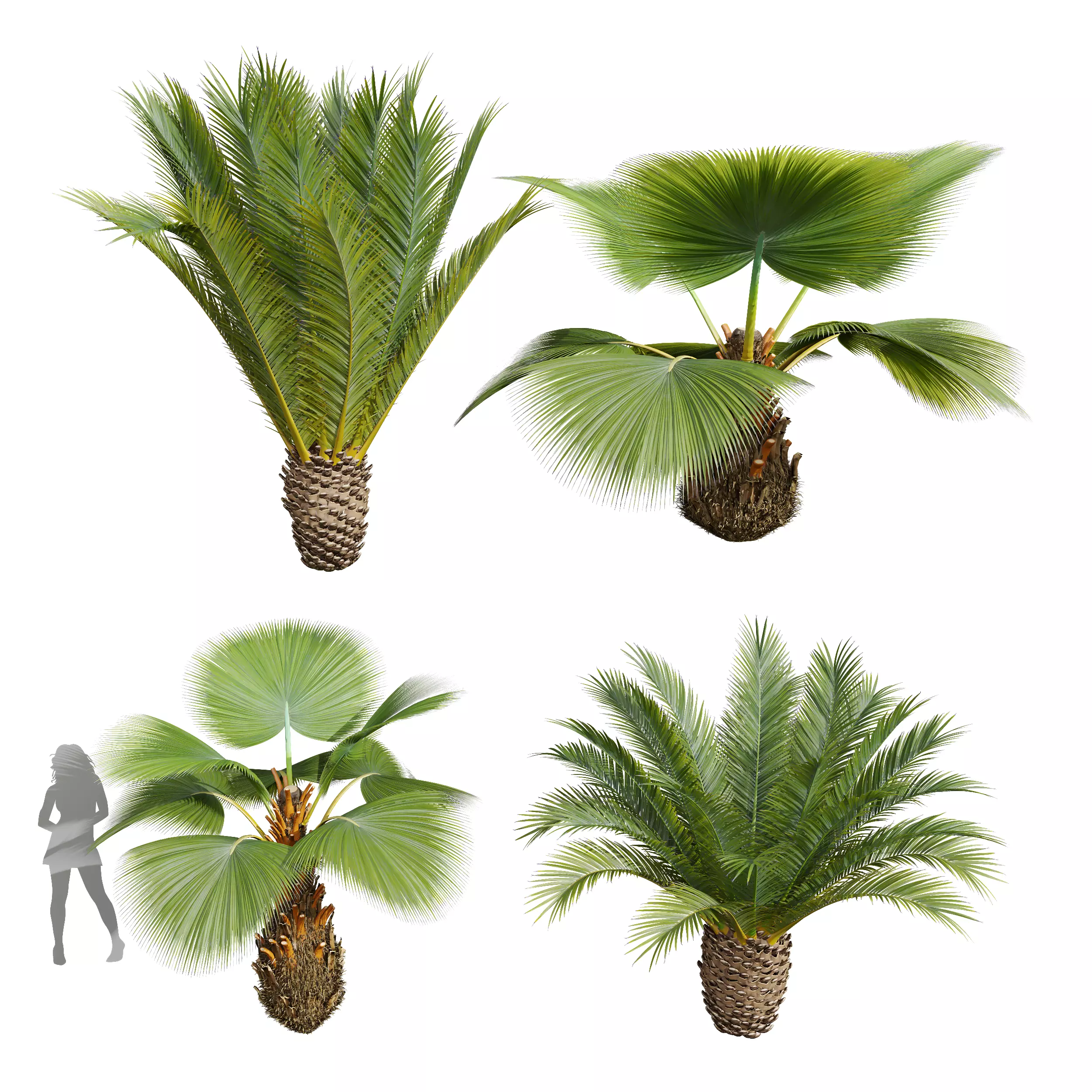 Phoenix Canariensis Decorative Pritchardia Pacifica Garden 3D model