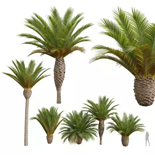 New Plant Phoenix Canariensis Decorative Garden001 3D model