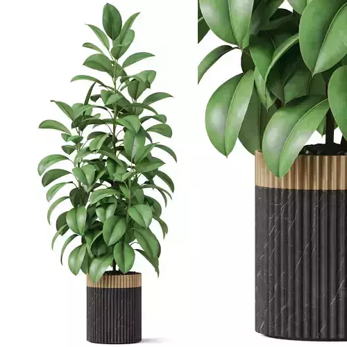 Plants collection 864 3D model
