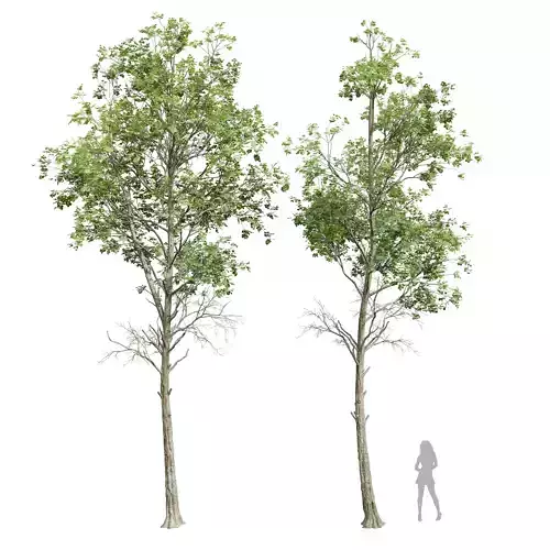 New Plant Fagus Sylvatica001