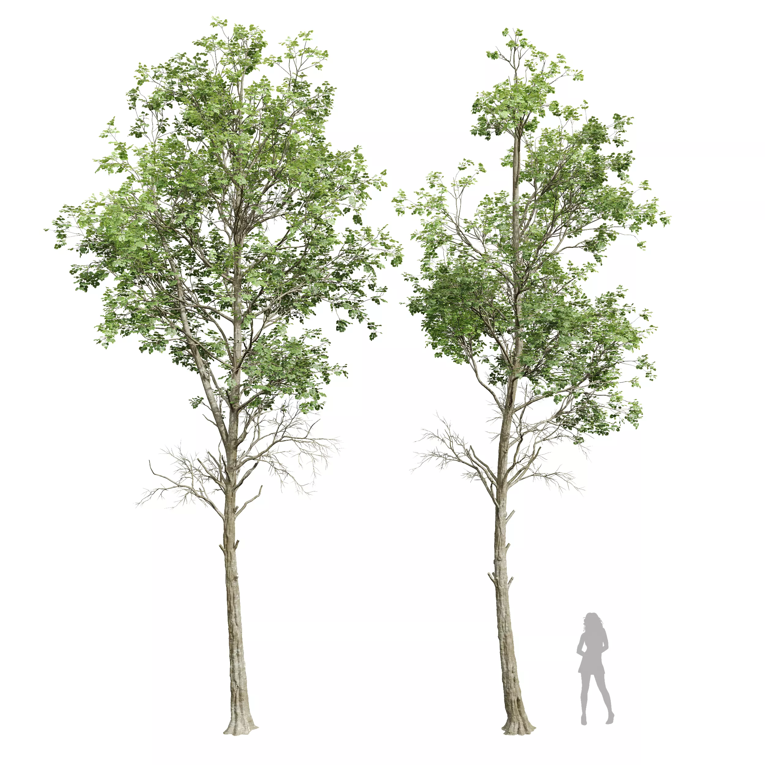 New Plant Fagus Sylvatica001 3D model_0