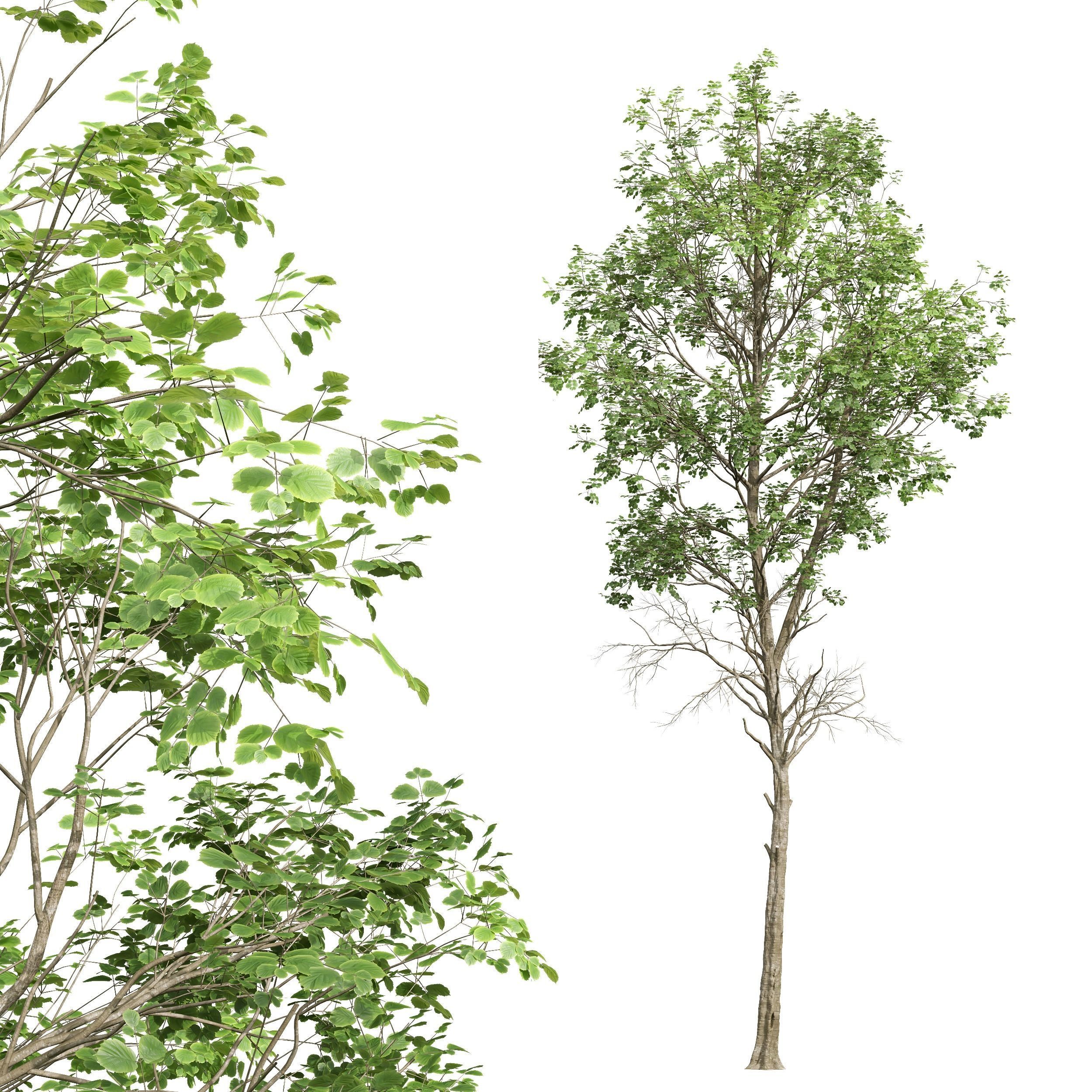 New Plant Fagus Sylvatica001 3D model_3