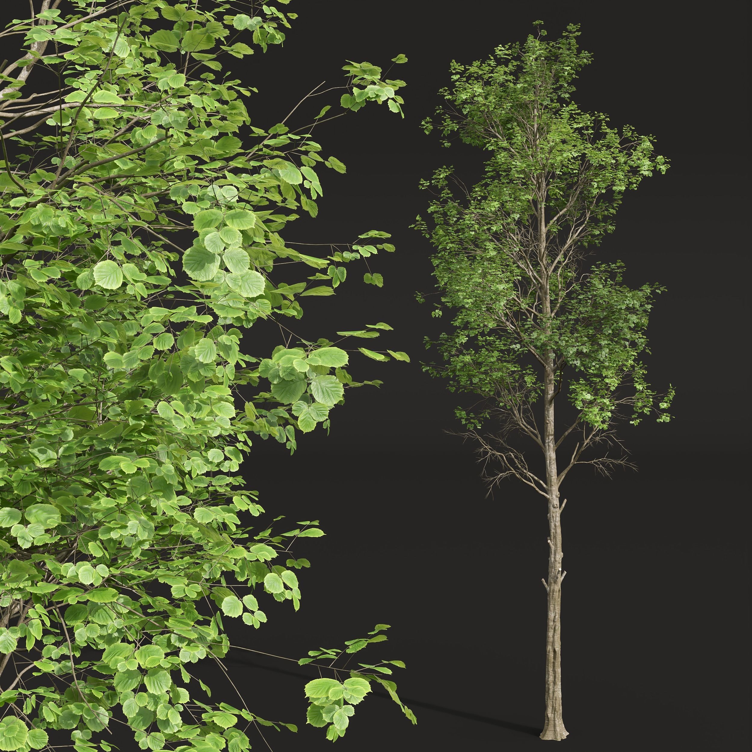 New Plant Fagus Sylvatica001 3D model_1