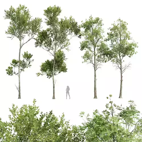 New Plant Fagus Grandifolia Fagus Sylvatica001