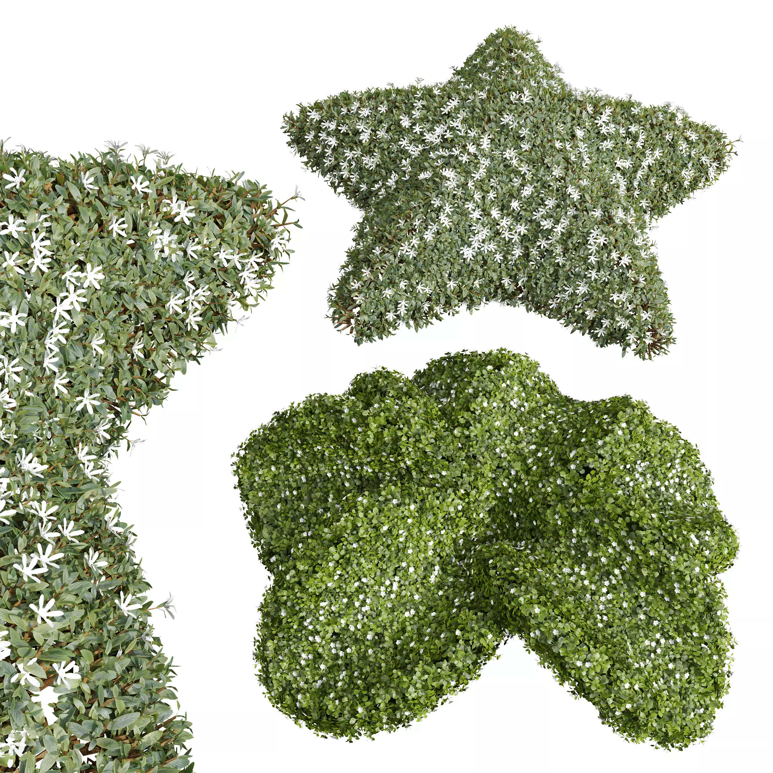 Cuphea Hookeriana Carthagenensis Bacopa Diffusa Sutera 3D model_0