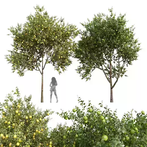 Citrus Meyer Lemon Orange Sinensis Orange Arancio Green