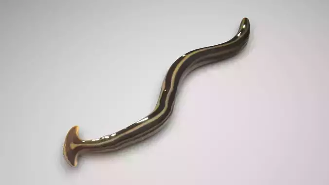 Hammerhead Worm