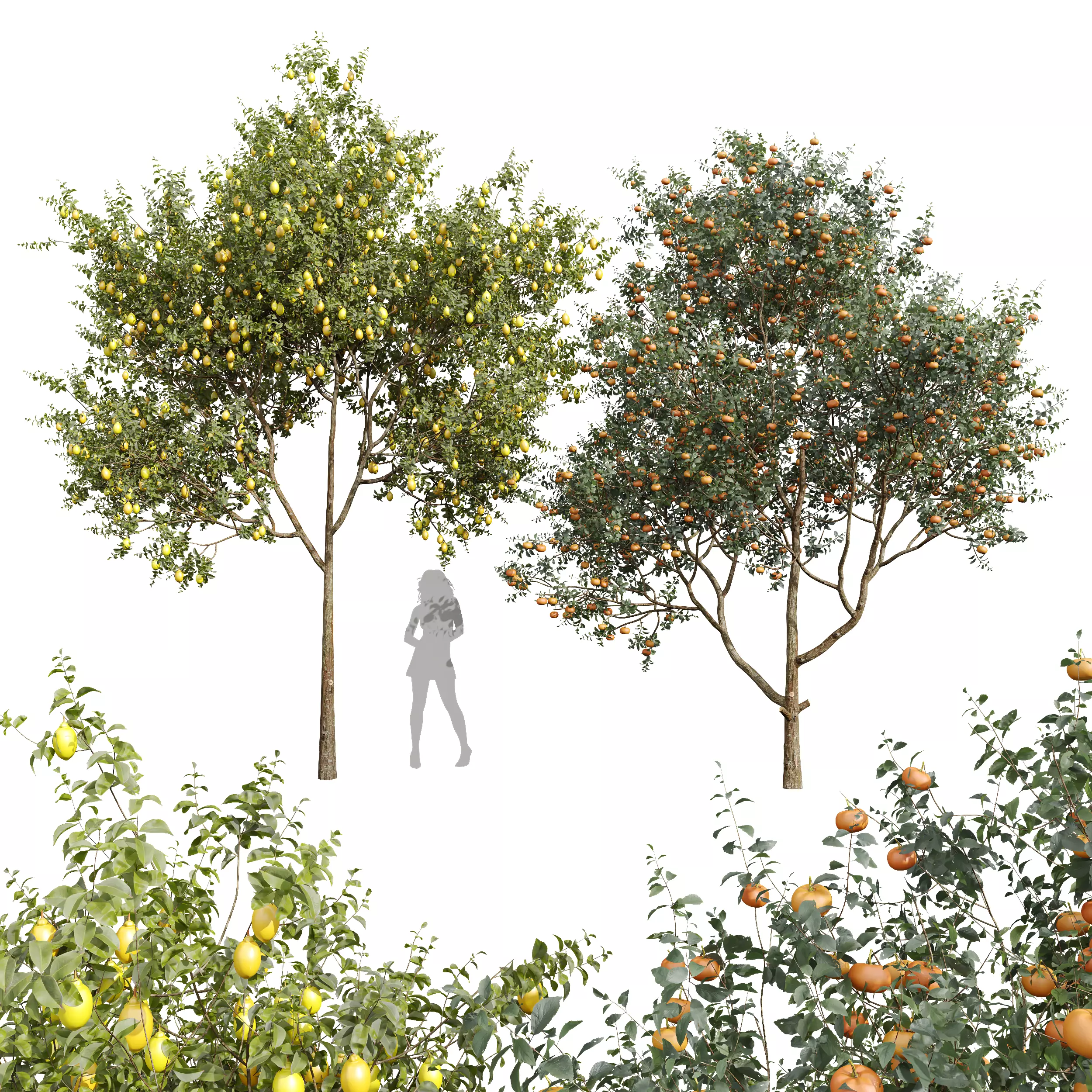 Citrus Dancy Mandarin Tangerine Citrus Meyer Lemon Orange 3D model
