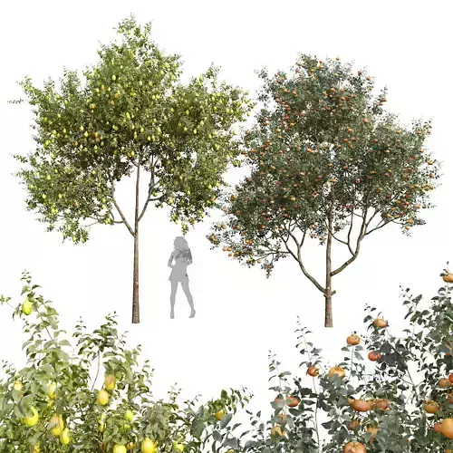 Citrus Dancy Mandarin Tangerine Citrus Meyer Lemon Orange