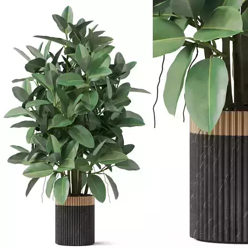 Plants collection 866