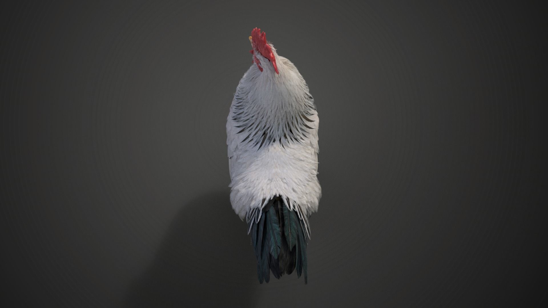 White Chicken Animated VFX Grace 3D model_18