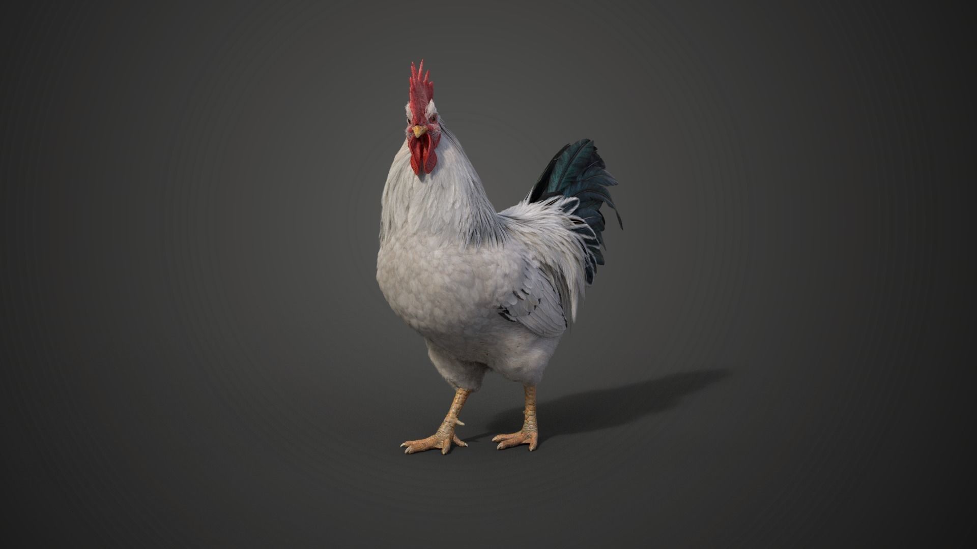 White Chicken Animated VFX Grace 3D model_16