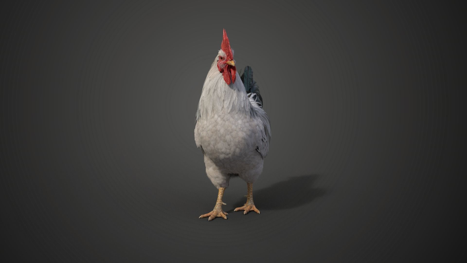 White Chicken Animated VFX Grace 3D model_12