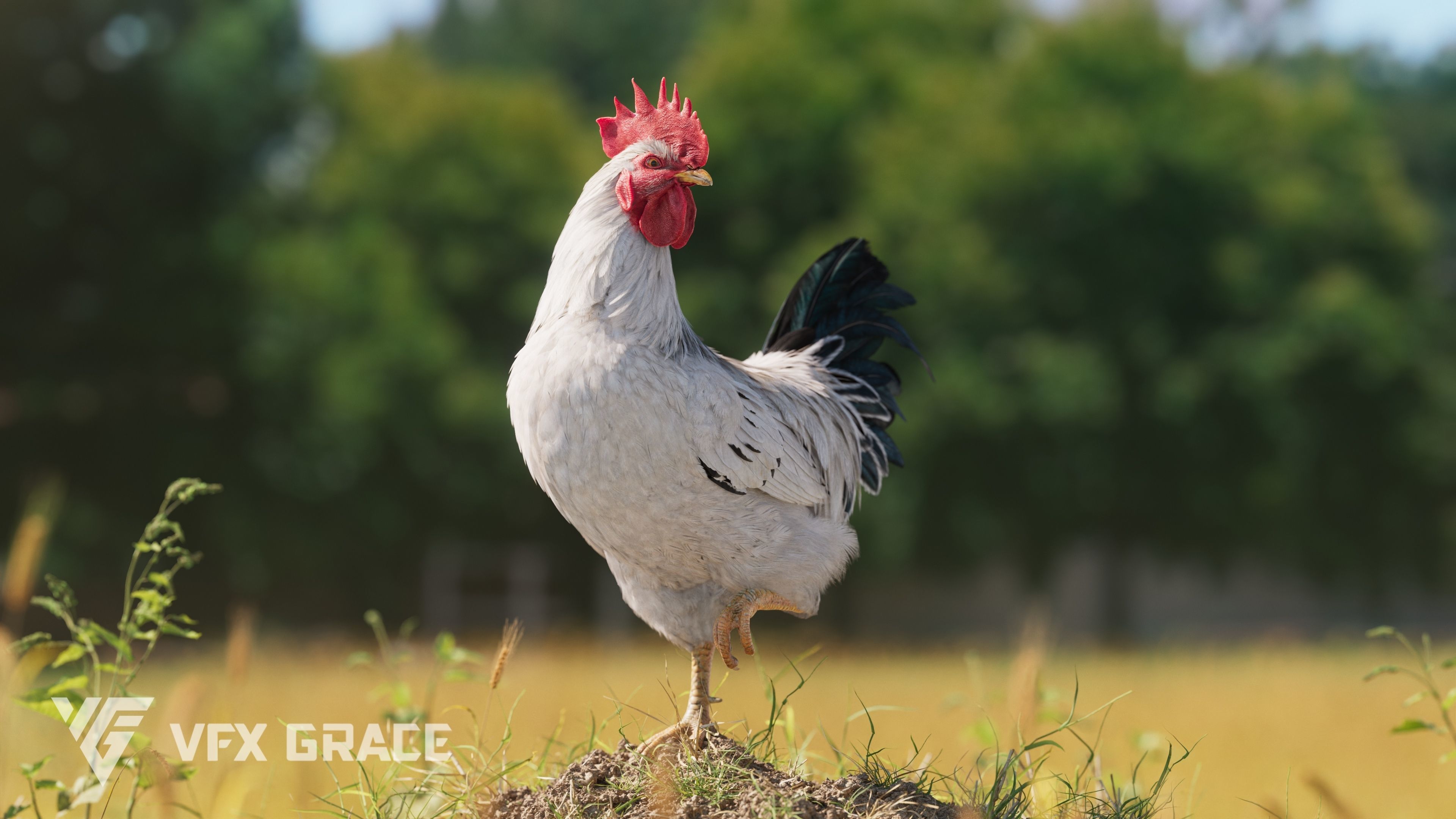 White Chicken Animated VFX Grace 3D model_8