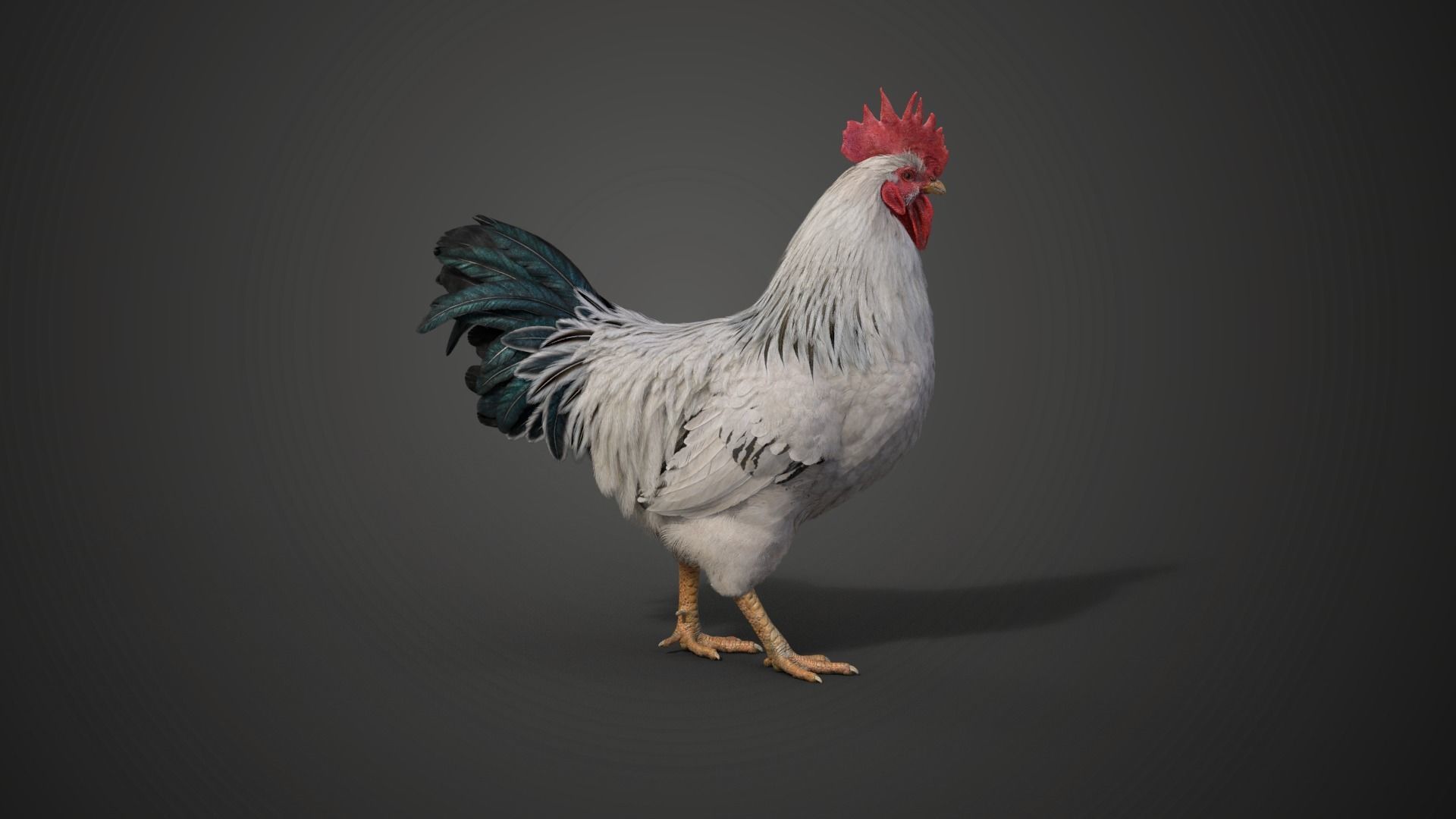 White Chicken Animated VFX Grace 3D model_14