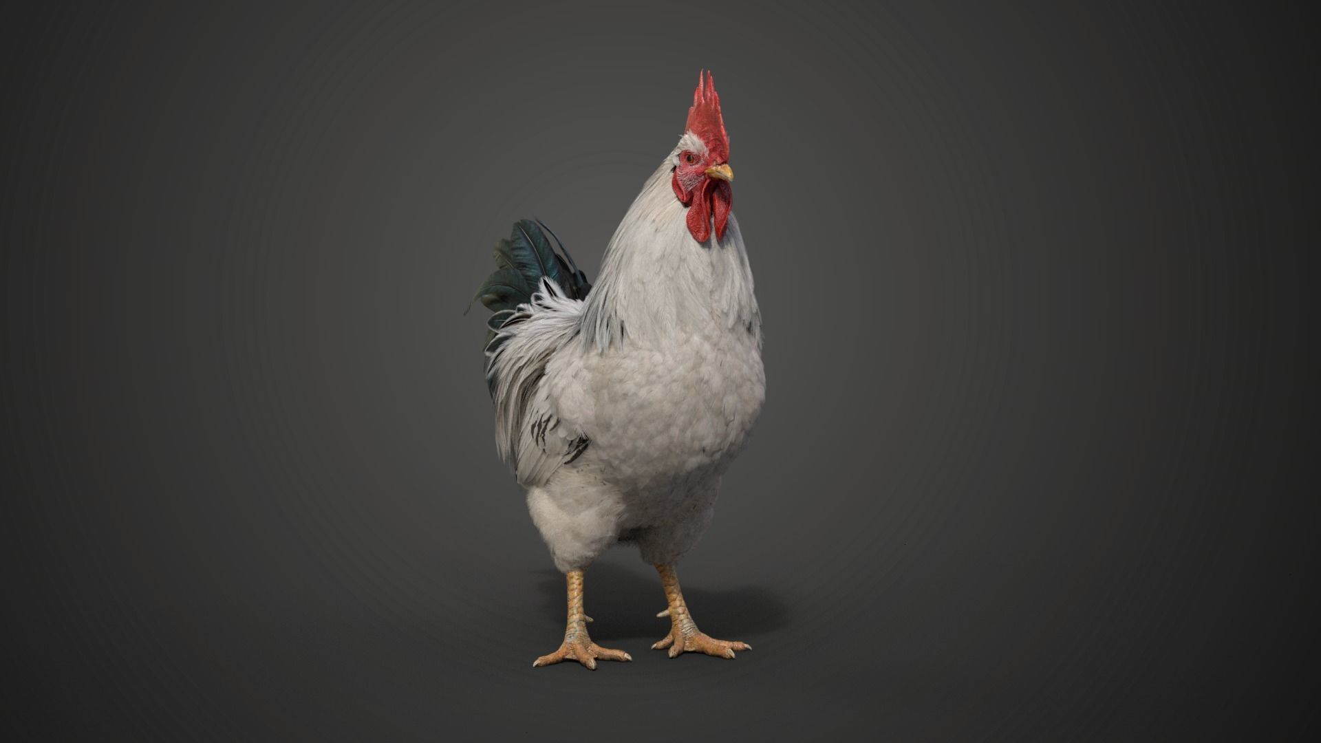 White Chicken Animated VFX Grace 3D model_17