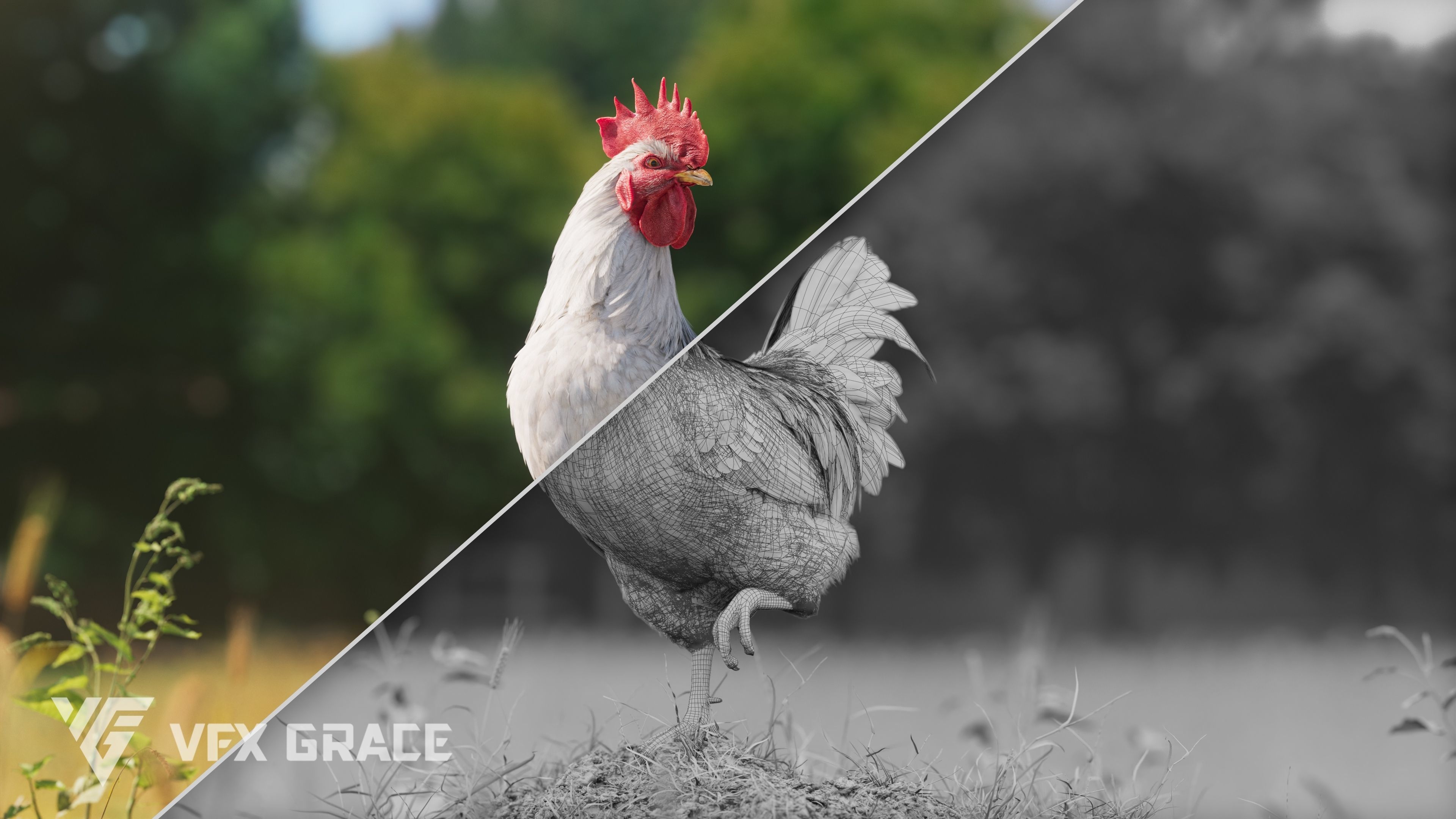 White Chicken Animated VFX Grace 3D model_9