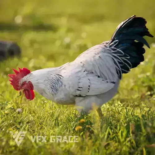 White Chicken Animated VFX Grace 3D model