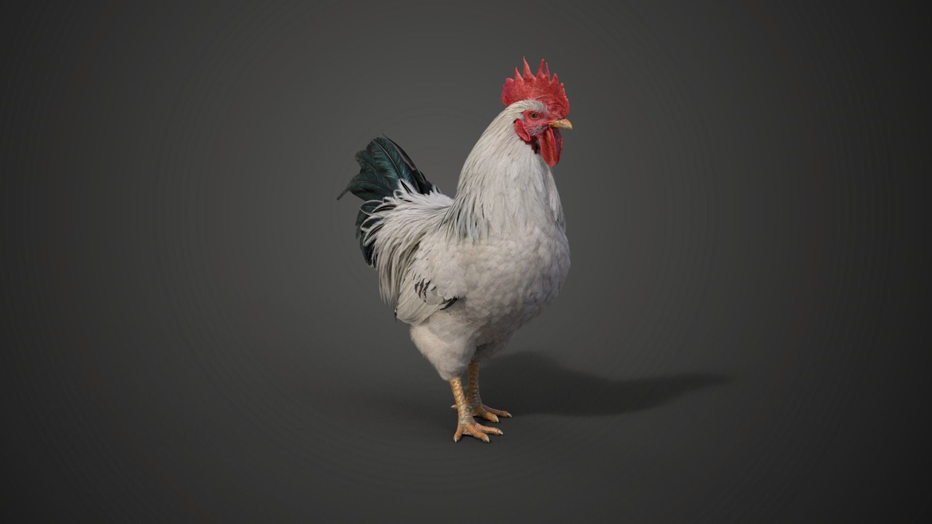 White Chicken Animated VFX Grace 3D model_11