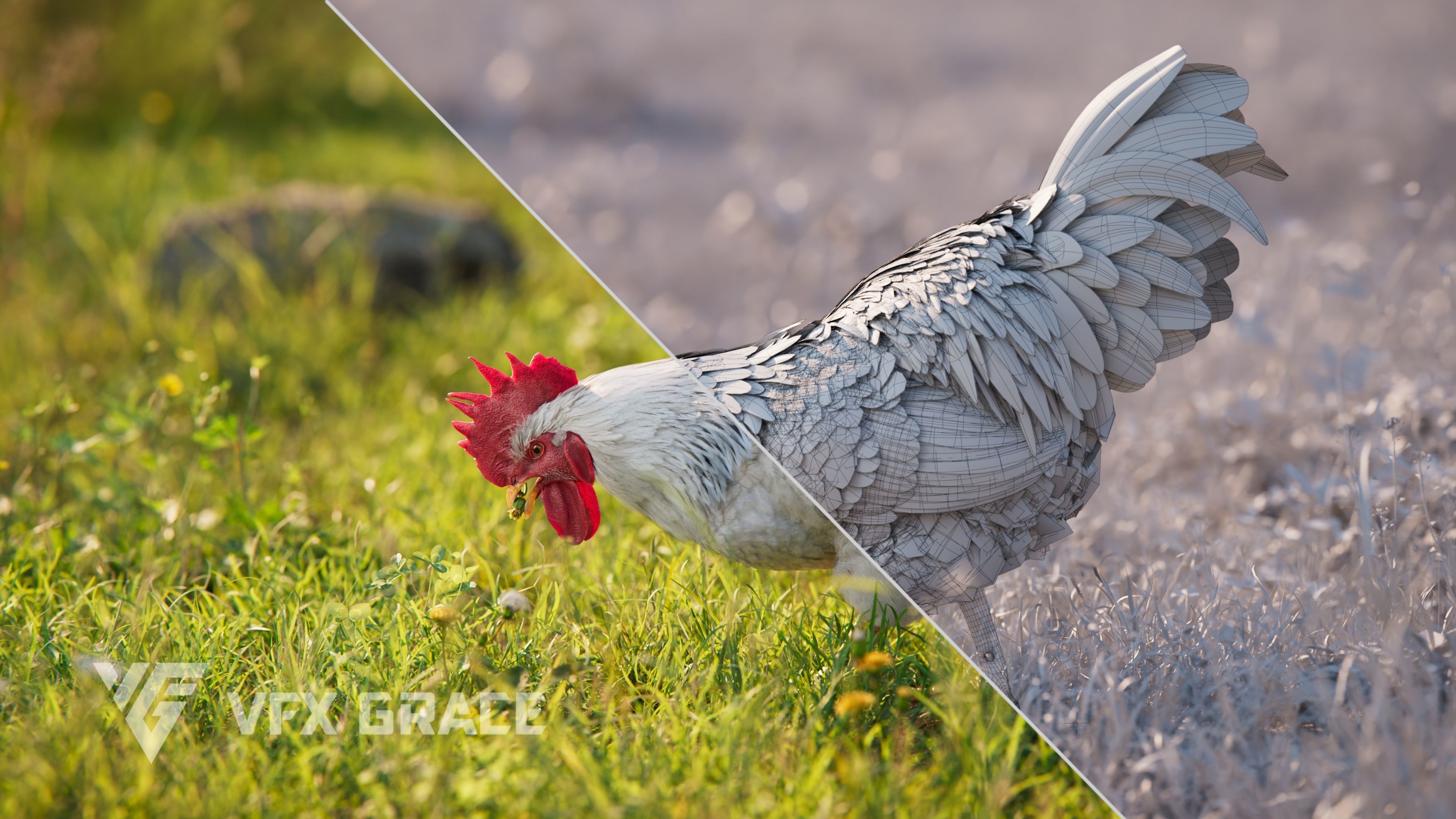 White Chicken Animated VFX Grace 3D model_5