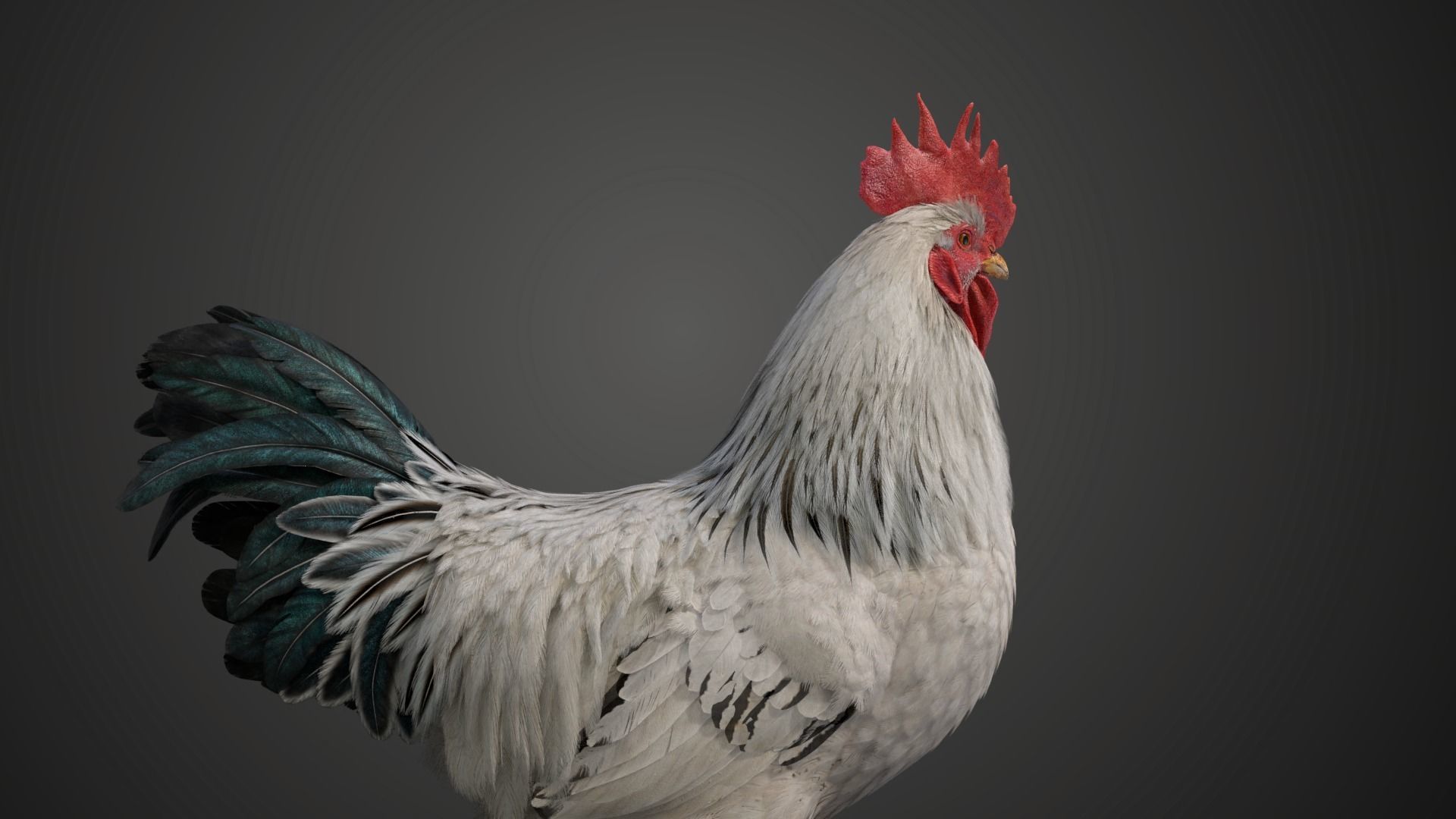 White Chicken Animated VFX Grace 3D model_19