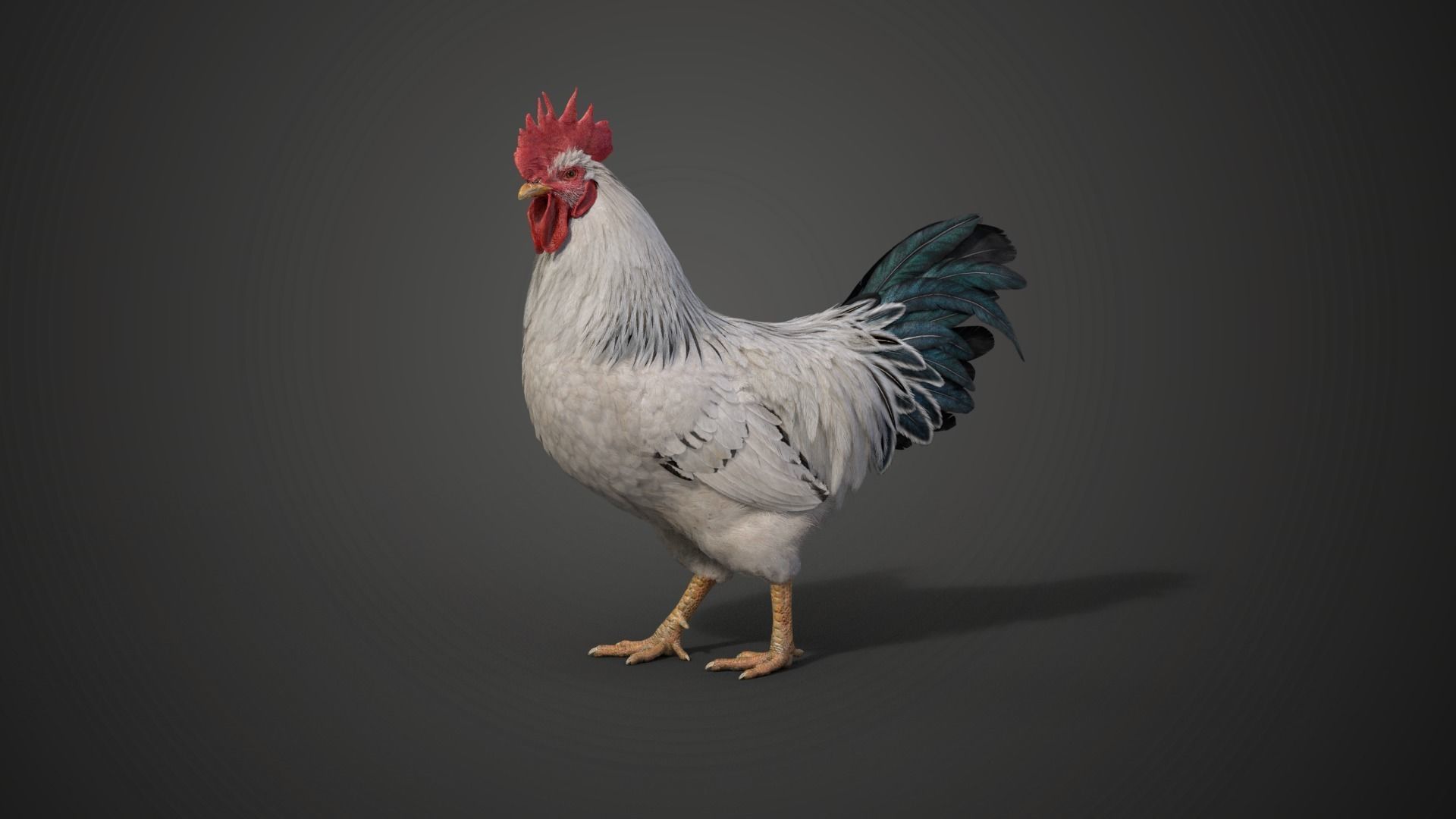 White Chicken Animated VFX Grace 3D model_13