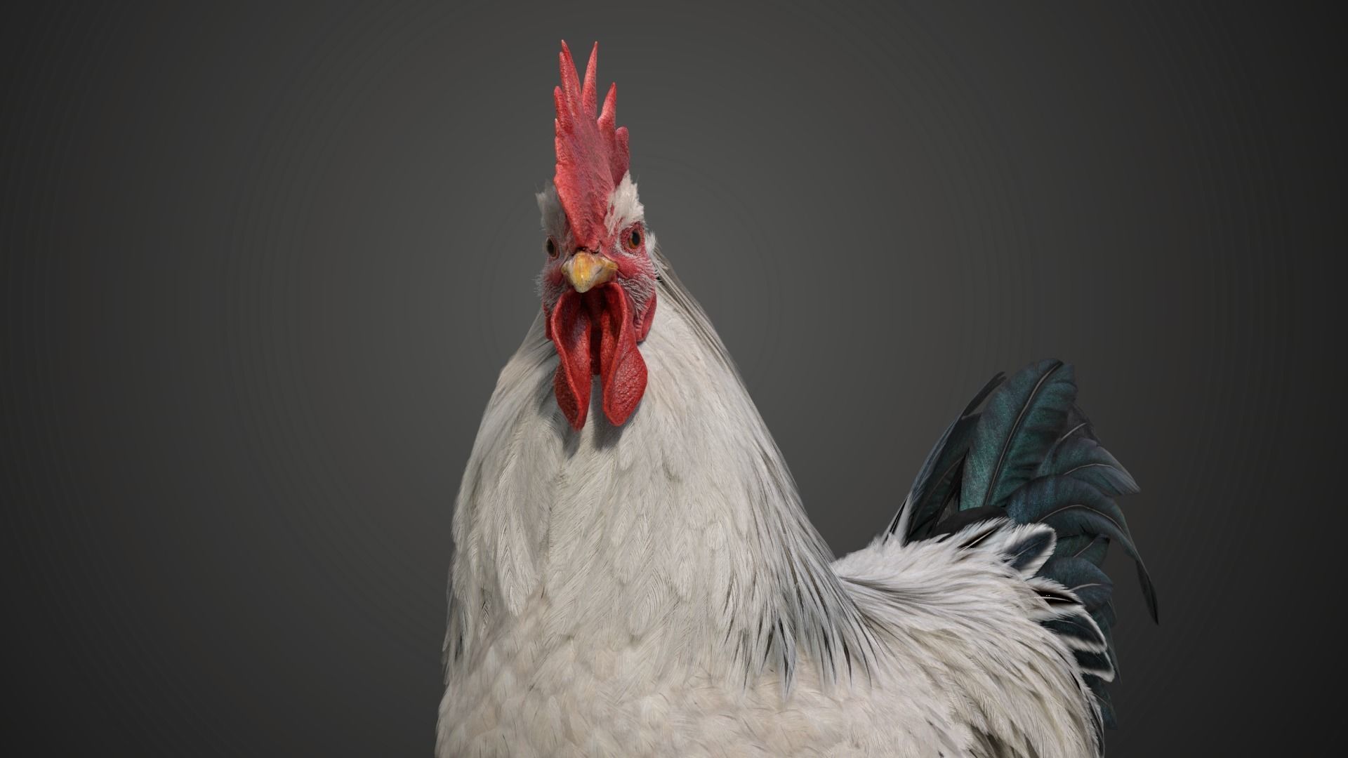 White Chicken Animated VFX Grace 3D model_15