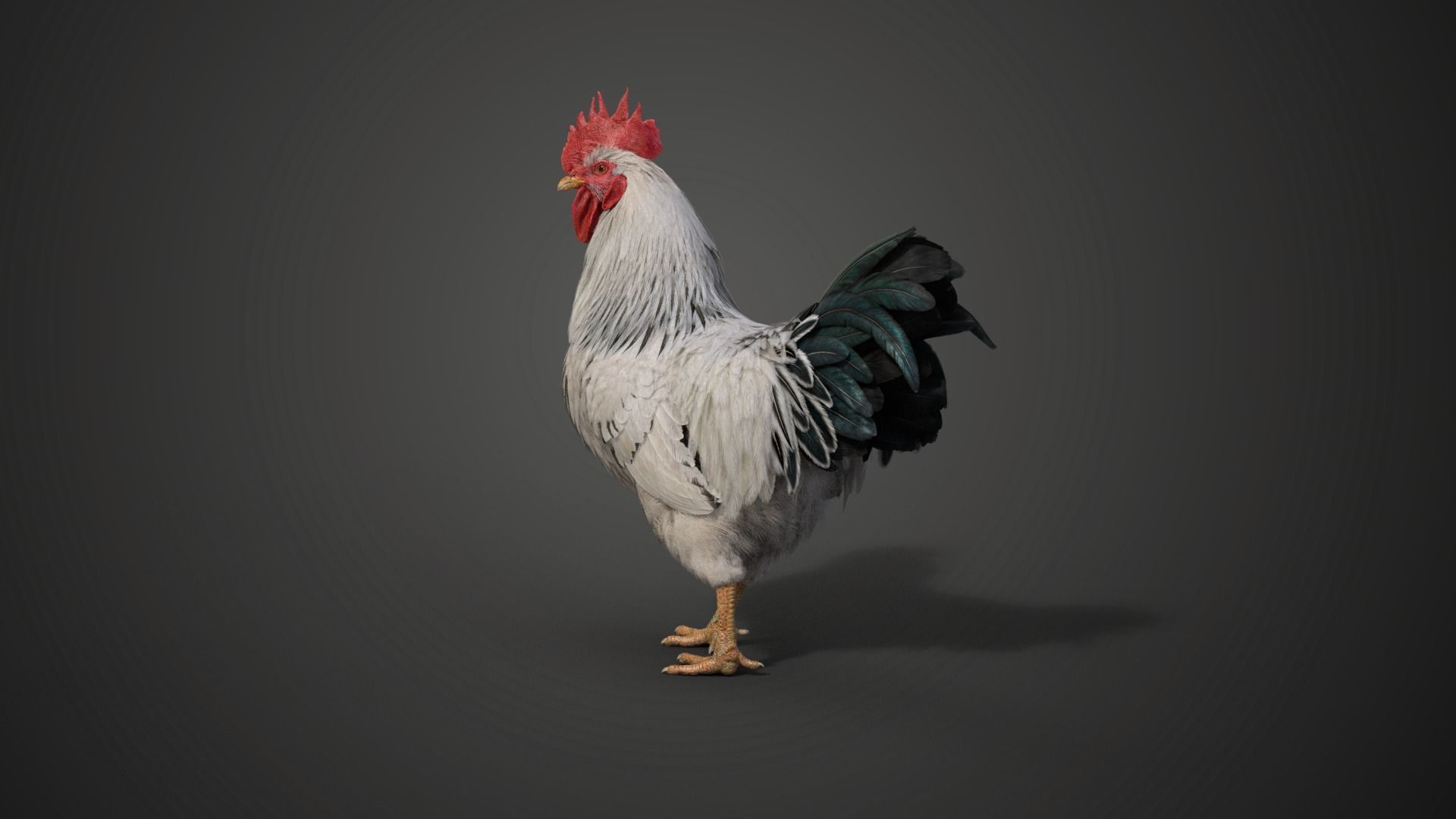 White Chicken Animated VFX Grace 3D model_10