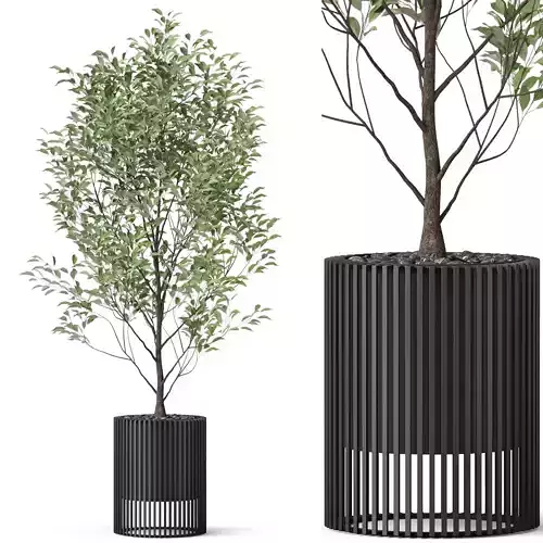 Plants collection 868