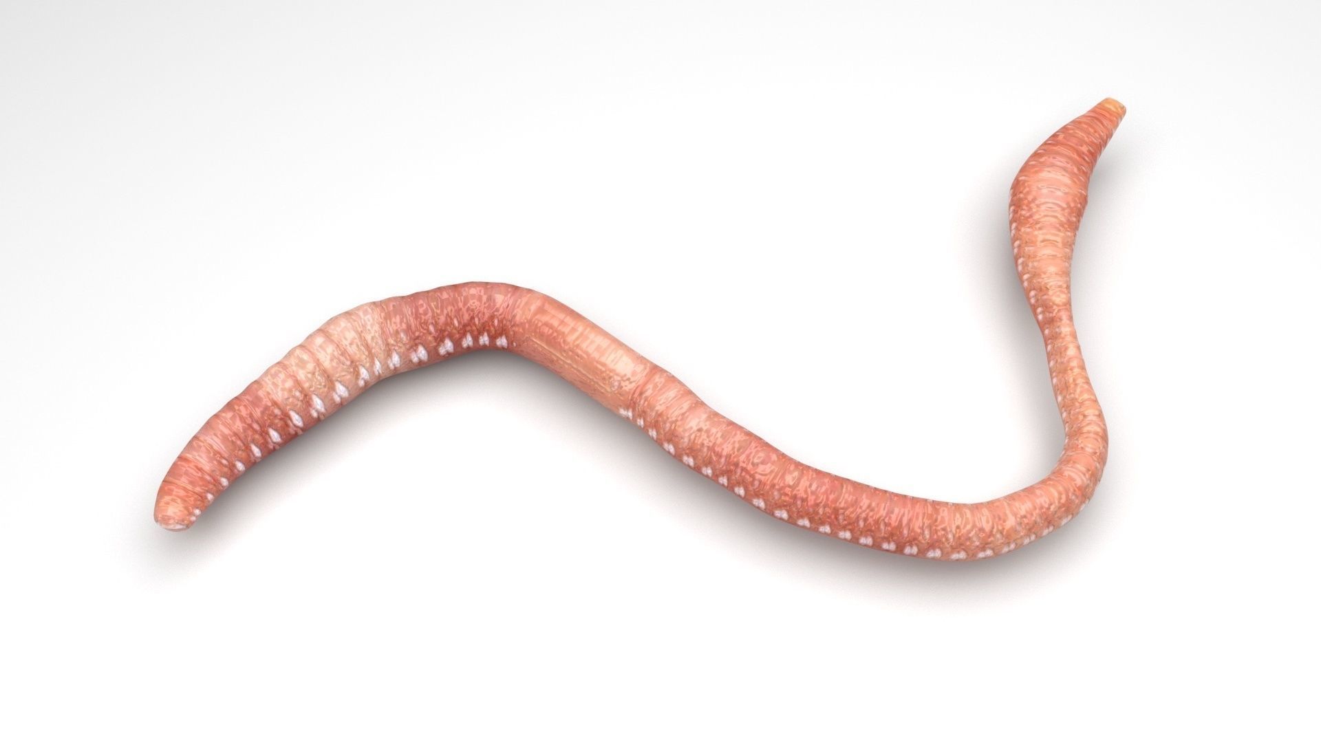 Worms Set 3D model_15