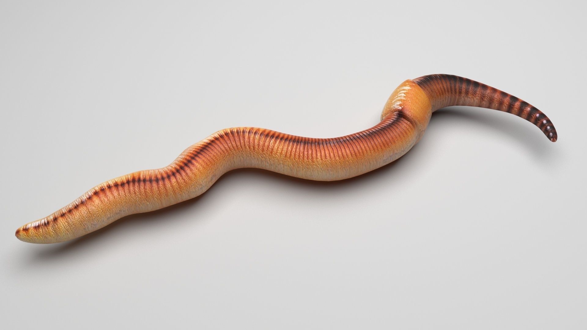 Worms Set 3D model_13