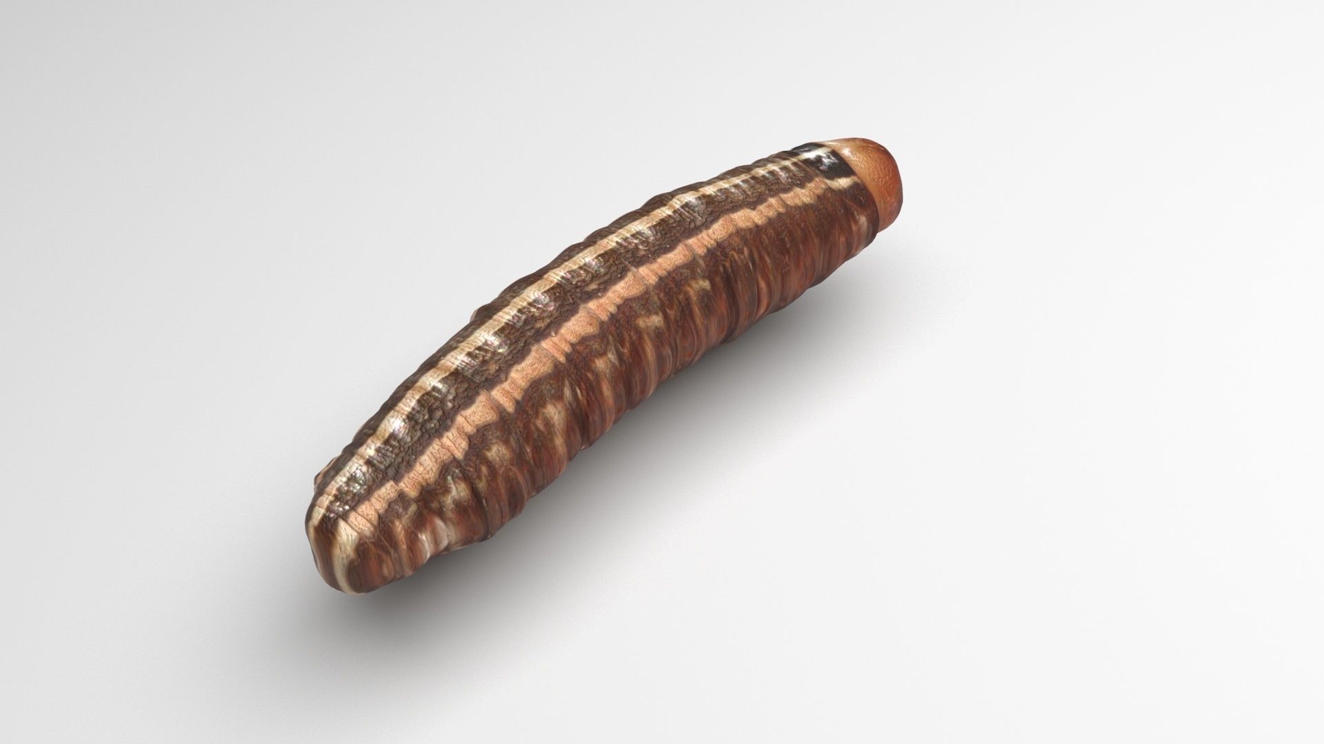 Worms Set 3D model_21