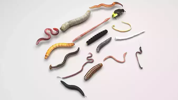 Worms Set 3D model