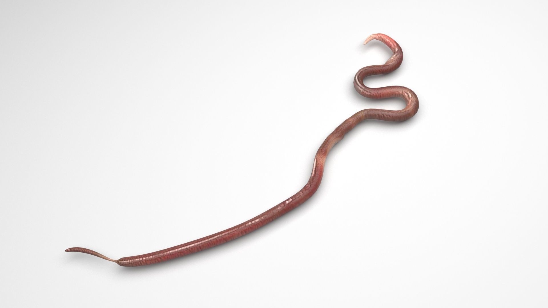 Worms Set 3D model_29