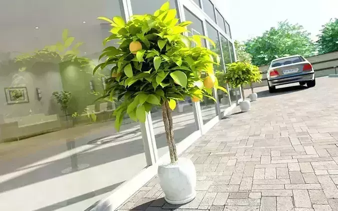 Flowers Collection two potted lemon trees