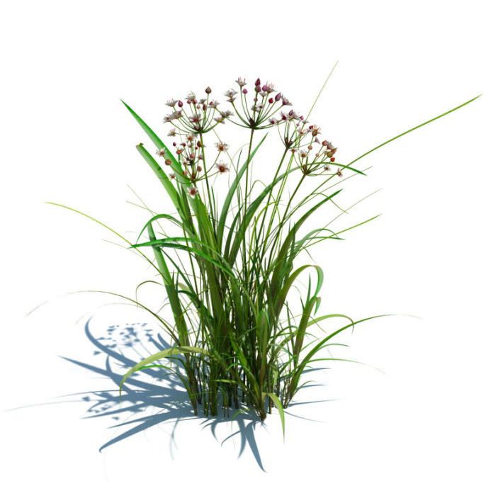 Grass Plants Collection 3D model_2