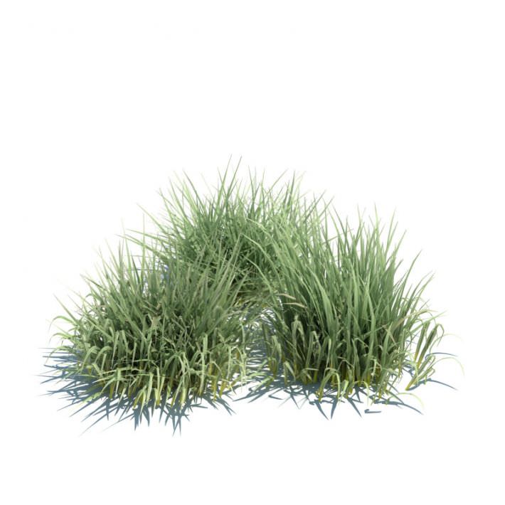 Grass Plants Collection 3D model_3